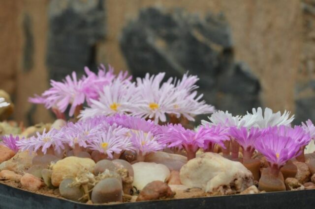 A fascinating collection of Lithops