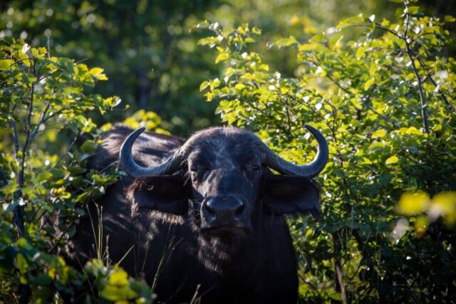 Buffalo at Sky Beds