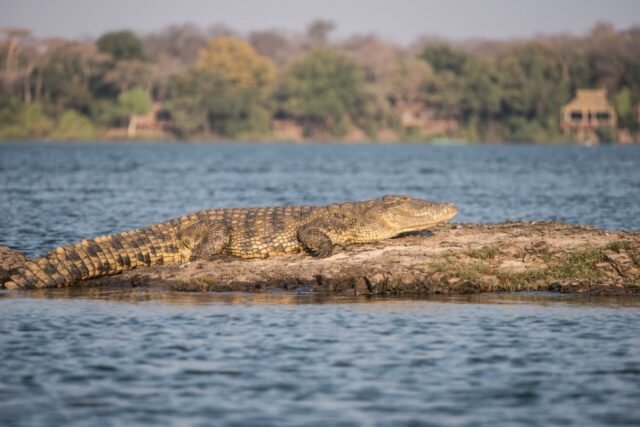 Wildlife sightings & Activities at Tongabezi Lodge