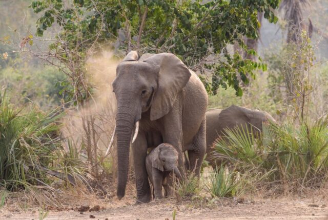 Wildlife sightings & Activities at Tongabezi Lodge