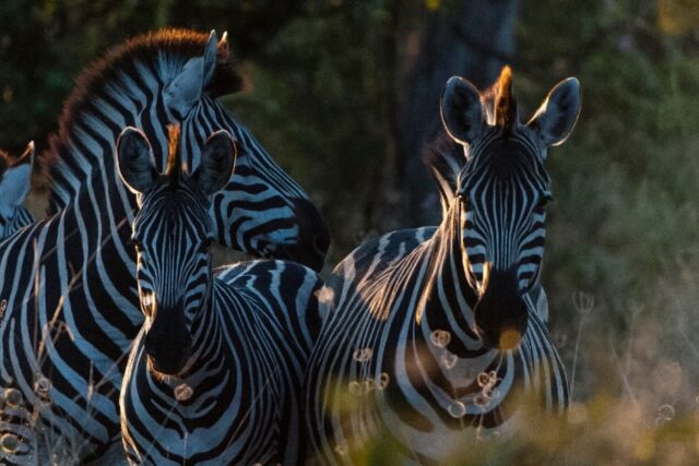 Zebra @ Sky Beds