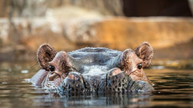 Activities at Tongabezi Lodge