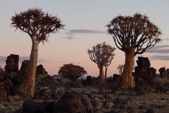 Quivertree Forest at Mesosaurus Fossil Site & Quiver Tree Dolerite Park