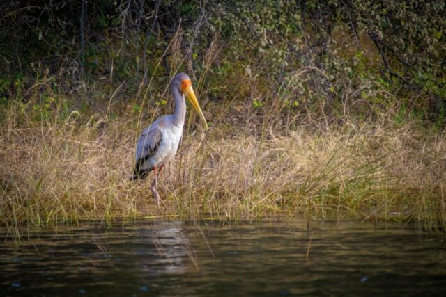 Wildlife sightings & Activities at Tongabezi Lodge