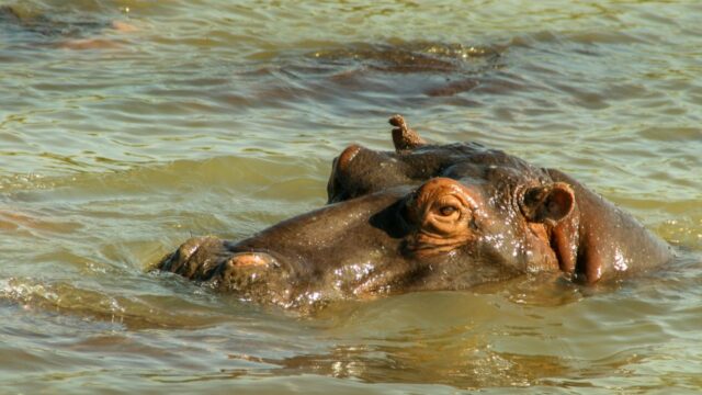 Activities at Tongabezi Lodge