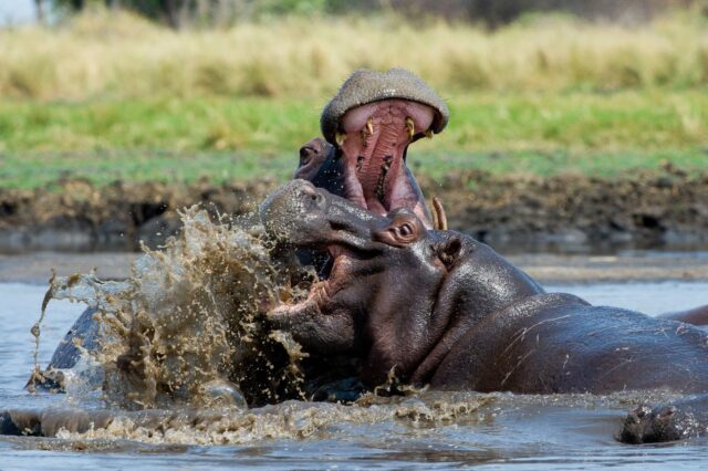 Busanga Bush Camp - Game Drive / Wildlife & Sightings