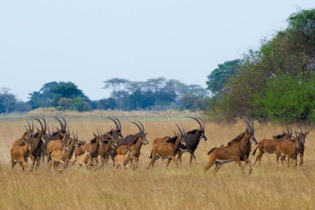 Busanga Bush Camp - Game Drive / Wildlife & Sightings