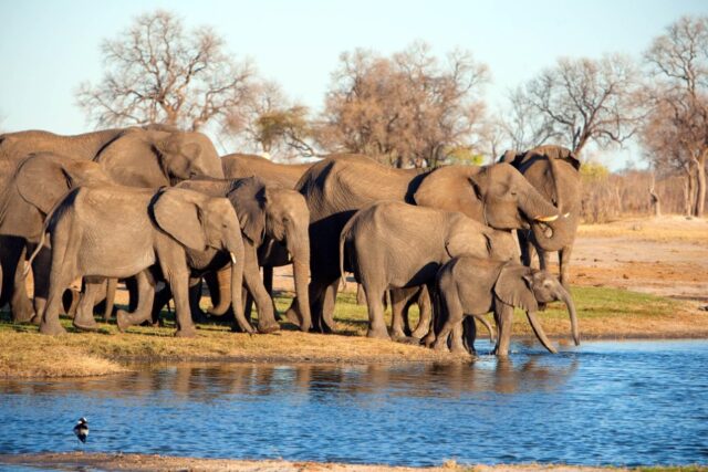 Linkwasha Camp - Game Drives - Walking Safari - Activities - Hwange National Park