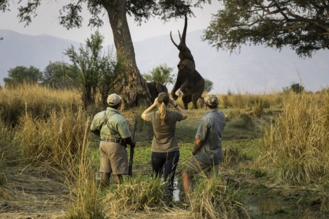 Ruckomechi Camp - Mana Pools National Park - Walking Safari