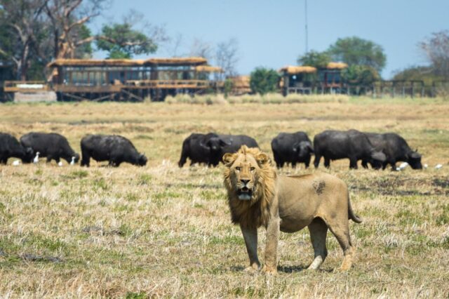 Wildlife at your doorstep -Shumba Camp - Zambia