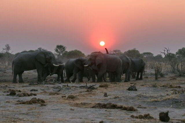 Skybeds Elephants 
