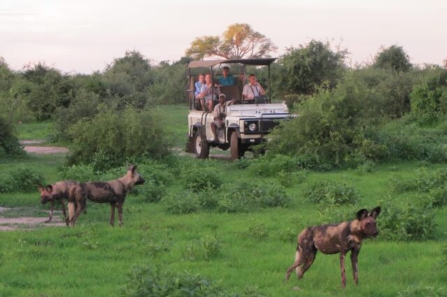 Imbabala Zambezi Safari Lodge - Wildlife, Sightings & Activities