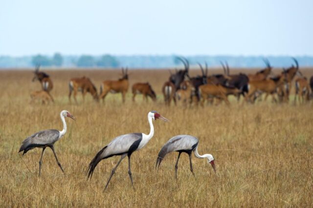 Busanga Plains - Shumba Camp - Zambia