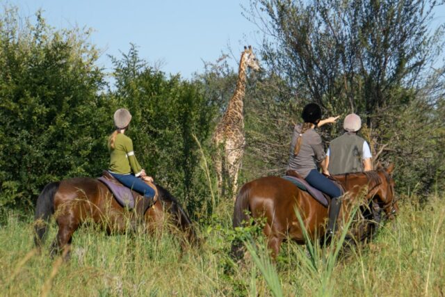 Horse Riding / Safaris