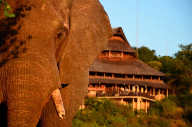 Elephant at the Hide