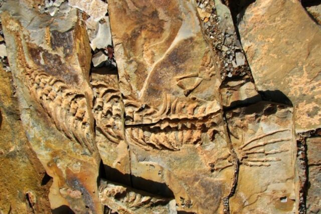 Mesosaurus Fossil Site & Quiver Tree Dolerite Park