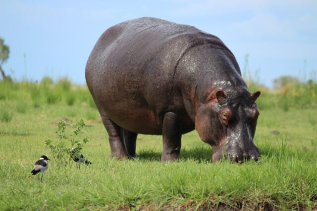 Old Drift Lodge Victoria Falls - Activities & Sightings