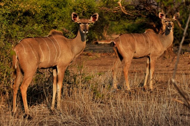 Old Drift Lodge Victoria Falls - Activities & Sightings