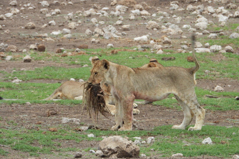 Etosha Guided Safari