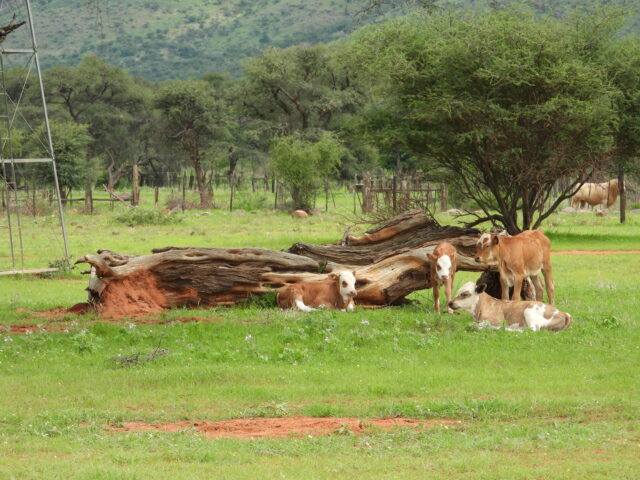 Ibenstein Game Farm Activities