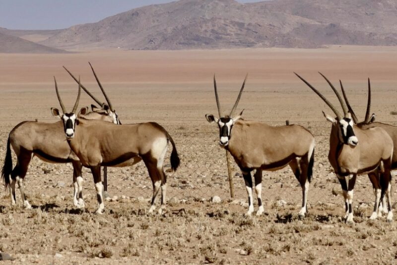 Sossusvlei, Fish River Canyon & Kolmanskop Camping Safari