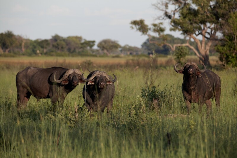 Experience Namibia, Botswana & Victoria Falls - 18 Days/17 Nights