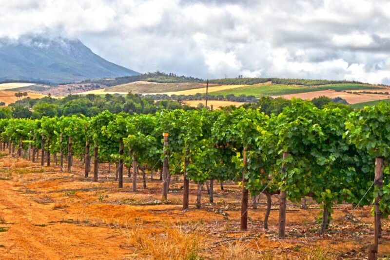 South Africa - Safari to the Cape