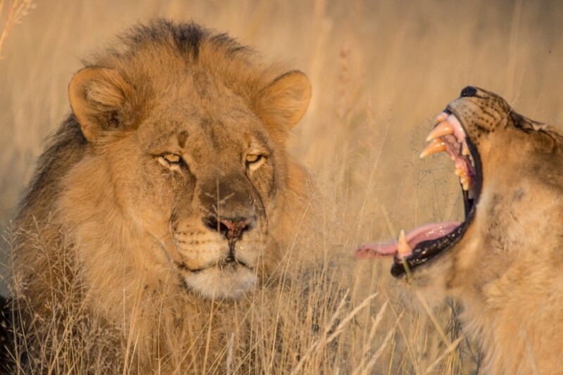 Wild Senses - Nxai Pan to Victoria Falls Safari - 9 Perfect Days and One Special Offer