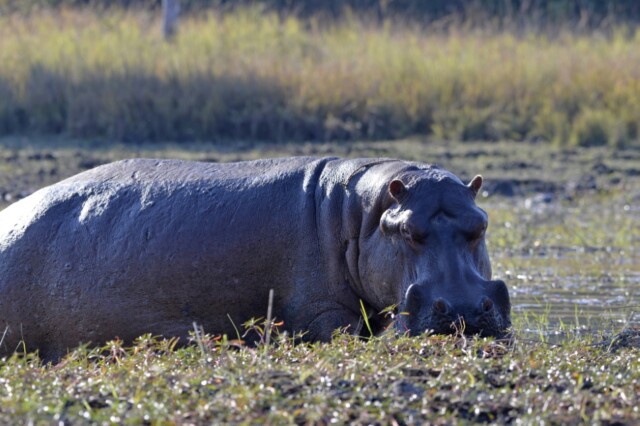 Mukambi Safari Lodge Activities