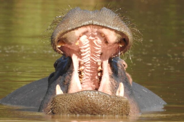 Fig Tree Bush Camp Kafue National Park Activities