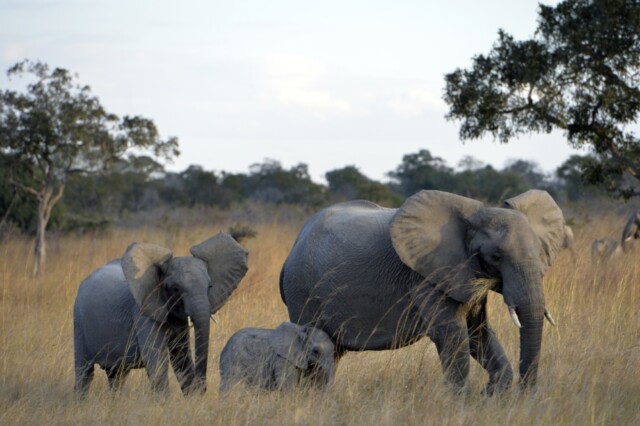 Fig Tree Bush Camp Kafue National Park Activities