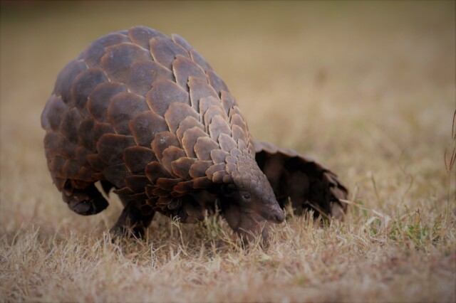 Fig Tree Bush Camp Kafue National Park Activities