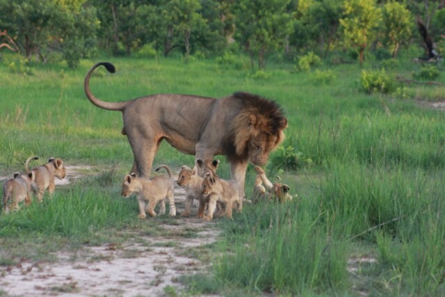 Mukambi Safari Lodge Activities