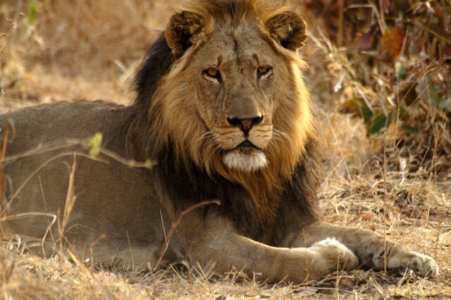 Fig Tree Bush Camp Kafue National Park Activities