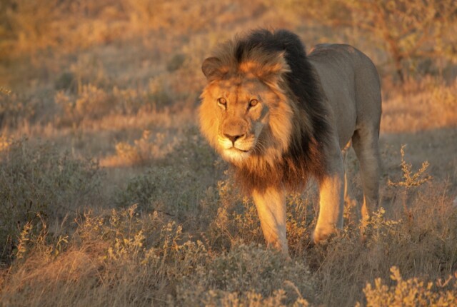 Lion @ Central Kalahari Game Reserve