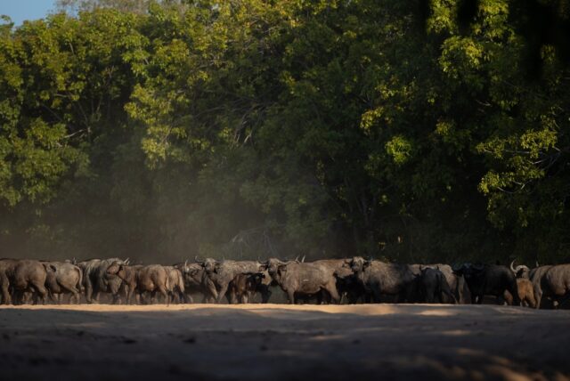 Buffalo Herd, Kulandila Camp, Zambia