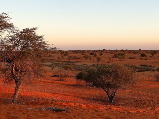 Kalahari Walk at Kalahari Red Dunes Lodge